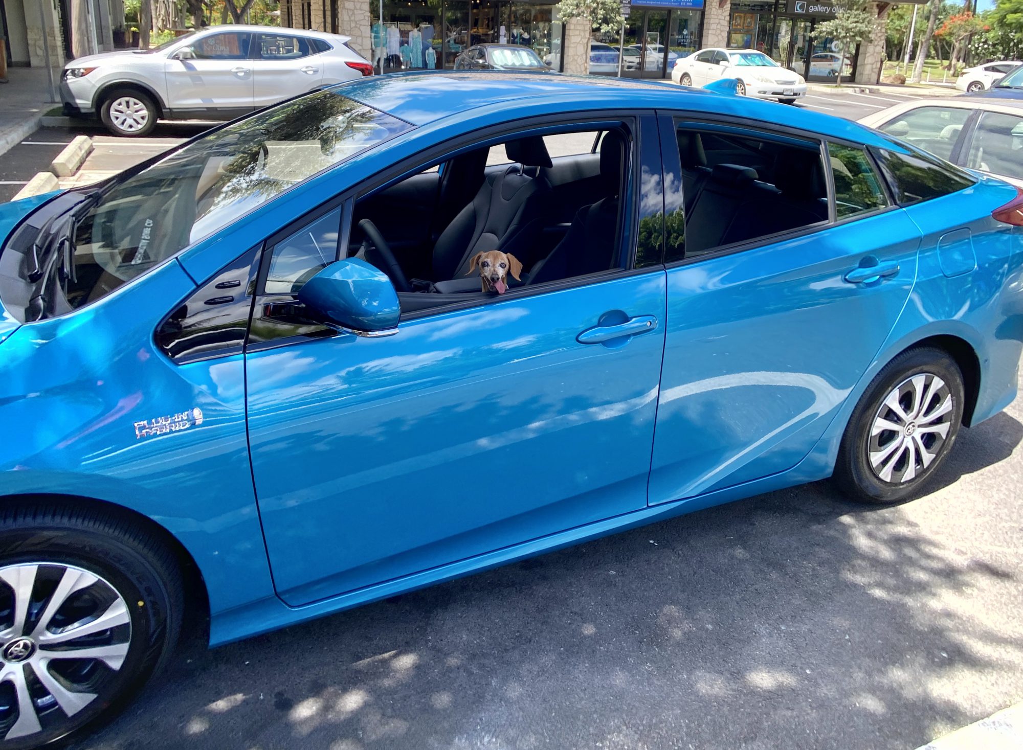 2020 Prius Prime with a happy wiener dog
